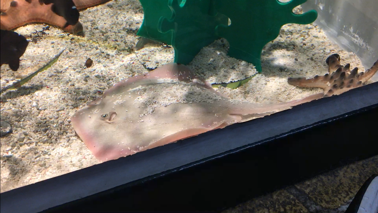Lotte World Aquarium (롯데월드 아쿠아리움) 2