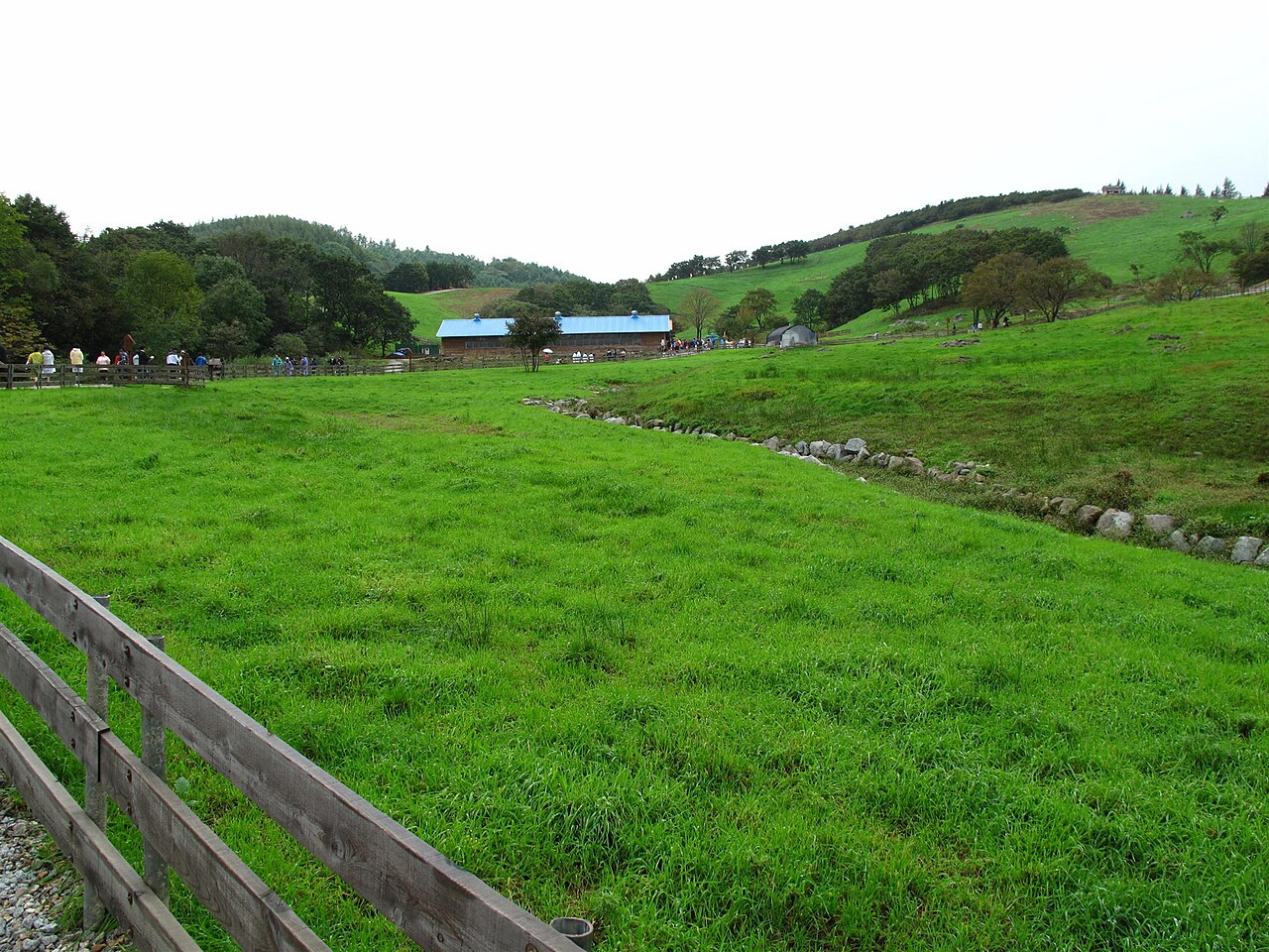 Daegwallyeong Sheep Ranch (대관령 양떼목장) 1