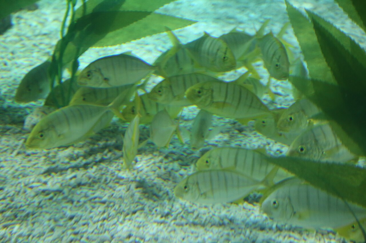 SEA LIFE Busan Aquarium (씨라이프 부산아쿠아리움) 1