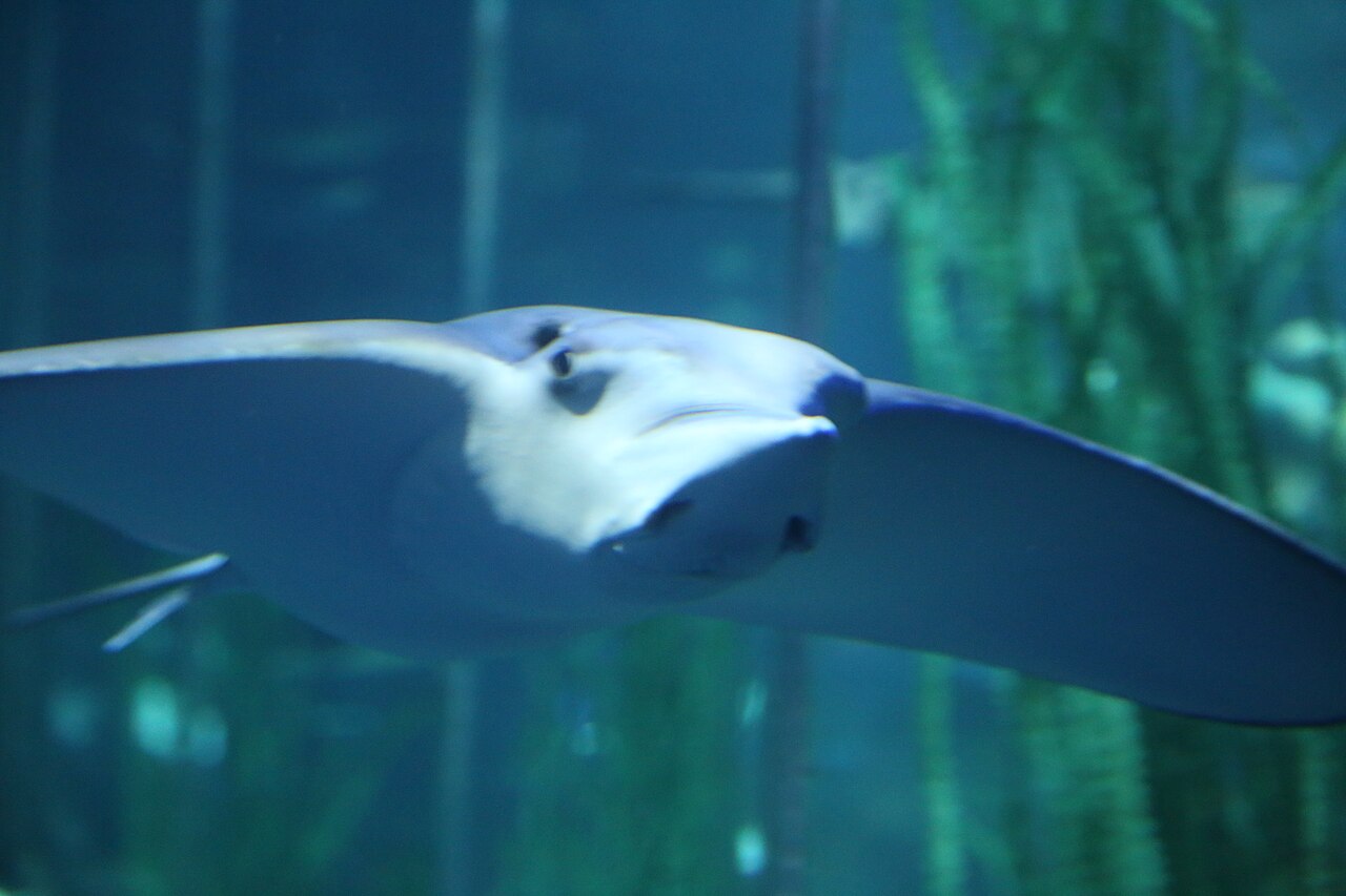 SEA LIFE Busan Aquarium (씨라이프 부산아쿠아리움) 2