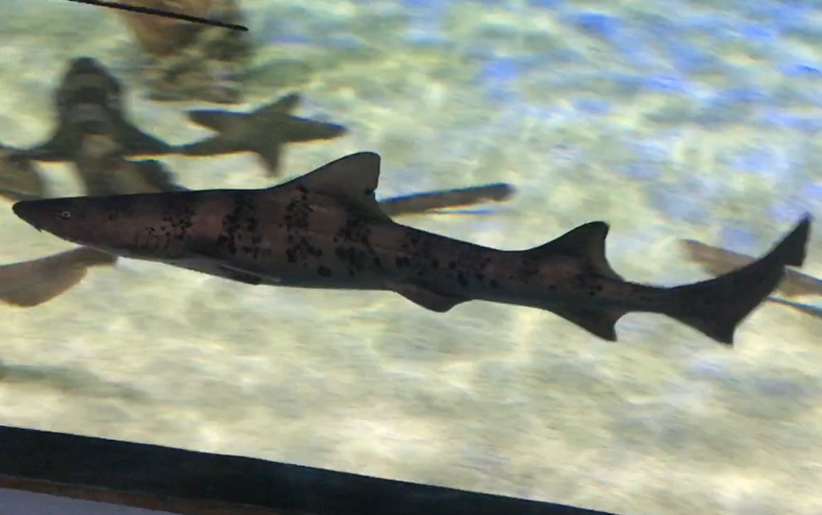 Lotte World Aquarium (롯데월드 아쿠아리움) 3