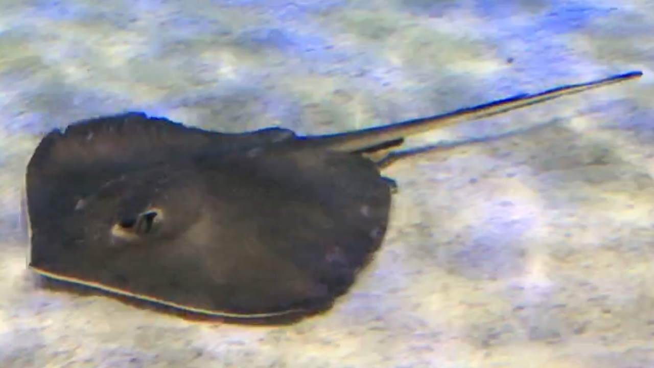 Lotte World Aquarium (롯데월드 아쿠아리움) 4