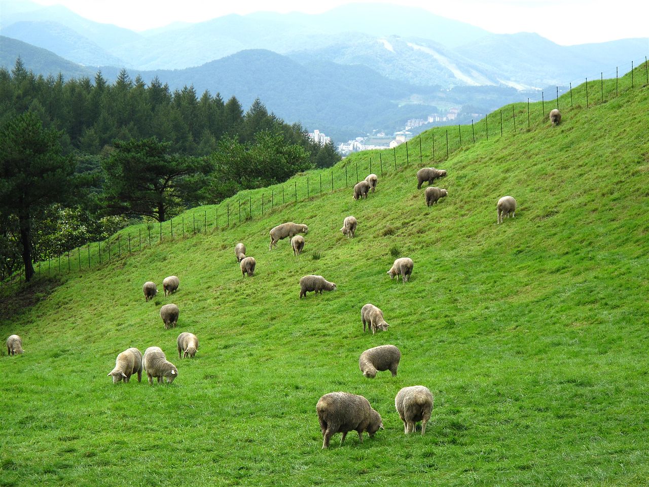 Daegwallyeong Sheep Ranch (대관령 양떼목장) 3