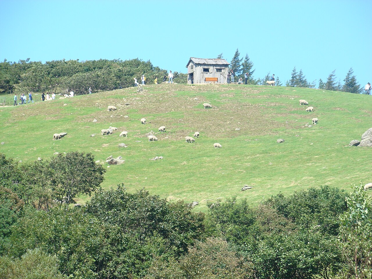 Daegwallyeong Sheep Ranch (대관령 양떼목장) 2